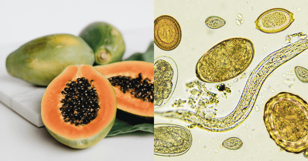 Parasiten natürlich ausleiten – Mit Papayakernen effektiv entgiften
